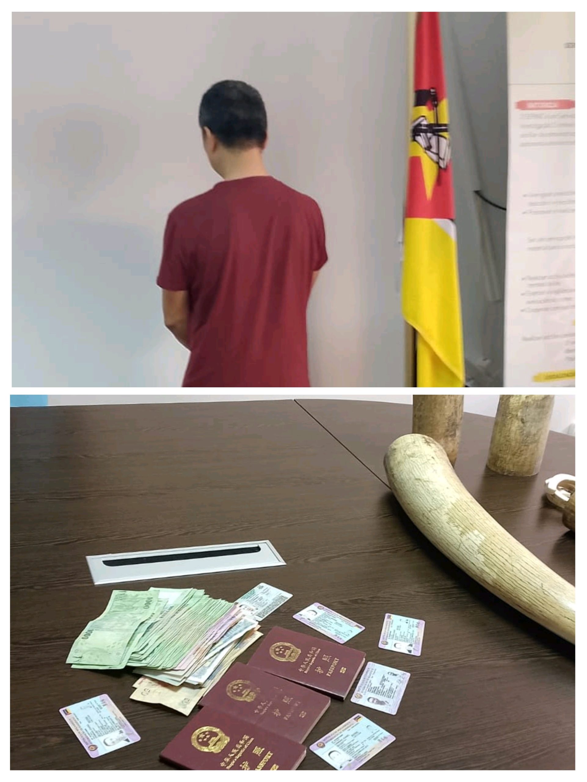 Cidadão chinês detido na posse de 200 kg de pontas de marfim