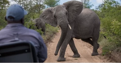 Conflito homem-fauna faz 75 mortos em Tete