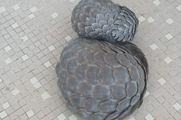 Detidos a tentar vender pangolins