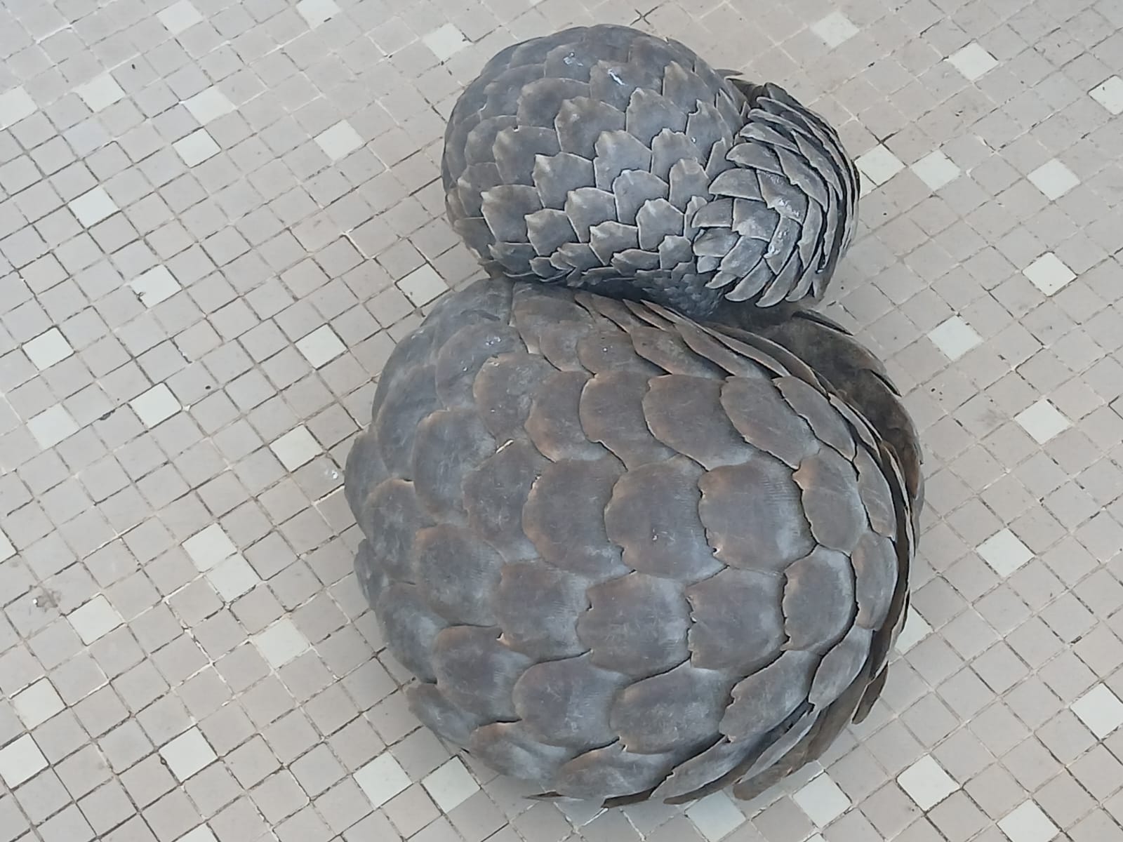 Detidos a tentar vender pangolins
