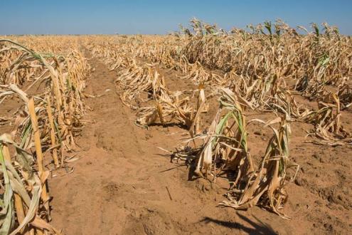 Estudo alerta para seca prolongada na província de Tete