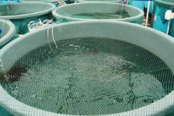 Sofala aposta na chegada de 200 gaiolas para reerguer aquacultura