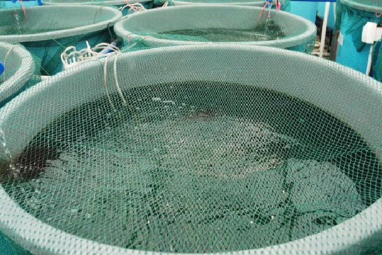 Sofala aposta na chegada de 200 gaiolas para reerguer aquacultura