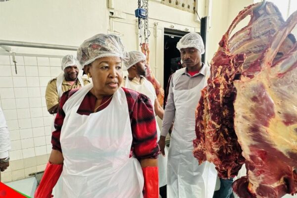 Chicualacuala reduz abate informal de gado