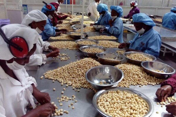 Exportação de macadâmia pode render 70 milhões à província de Maputo