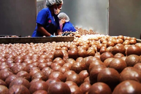 Província de Maputo aposta na exportação de macadâmia para mercados externos