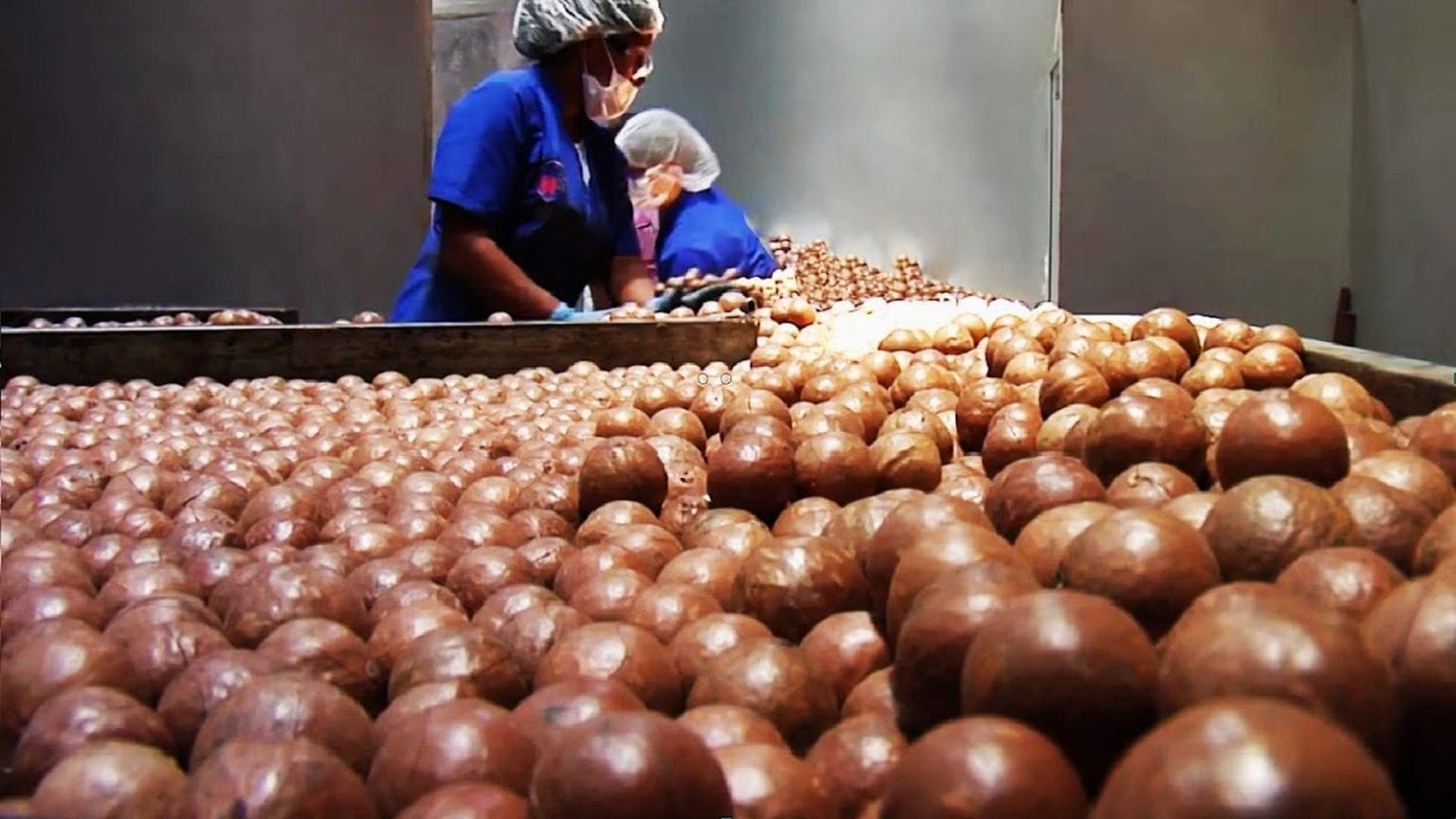 Província de Maputo aposta na exportação de macadâmia para mercados externos