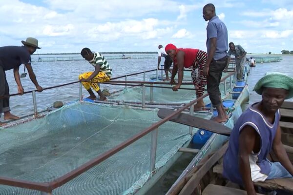 Aquacultura melhora condições de vida no Niassa