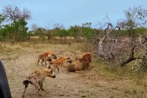 Ataques de leões e hienas preocupam comunidades da Moamba
