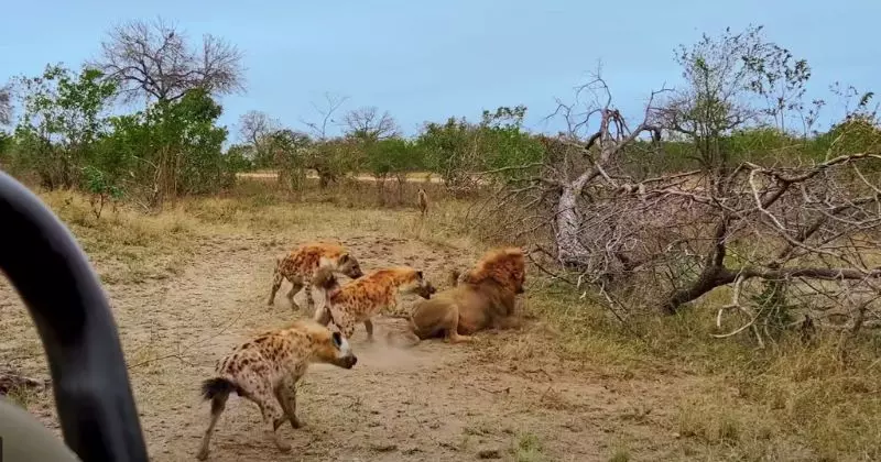 Ataques de leões e hienas preocupam comunidades da Moamba