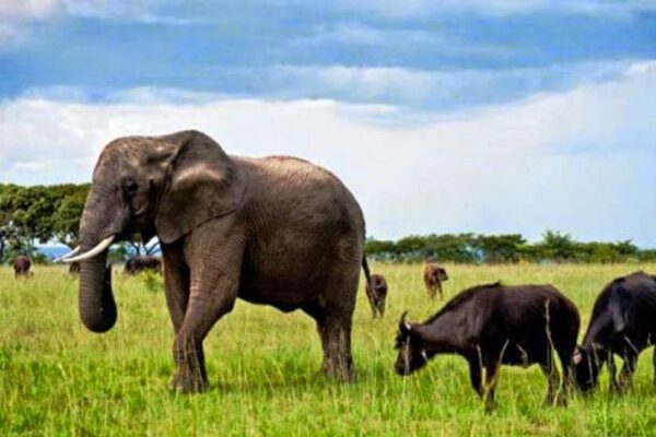 Elefantes e búfalos destroem 300 hectares de culturas agrícolas em Caia