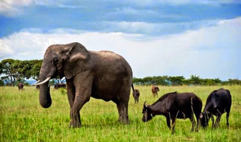 Elefantes e búfalos destroem 300 hectares de culturas agrícolas em Caia