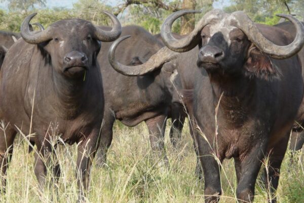 Manada de búfalos provoca morte e feridos nos arredores de Magude