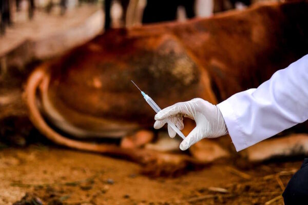 Moçambique investe na retoma da produção de vacina contra o carbúnculo hemático