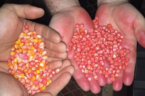 Acordo com Países Baixos apoiam fortalecimento do sector de sementes