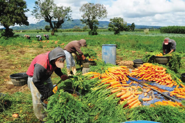 Aumento da produção agrícola garante segurança alimentar em Moatize