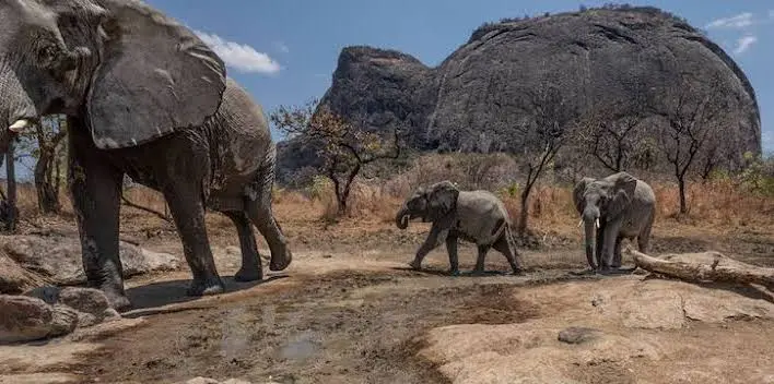 Niassa e Gorongosa na mira: Corrida ao ouro e rubis ameaça conservação no país